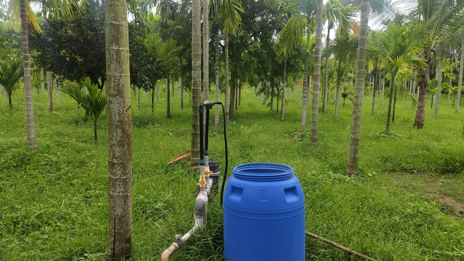 7.5 Acre Areca & Coconut Plantation – Hassan